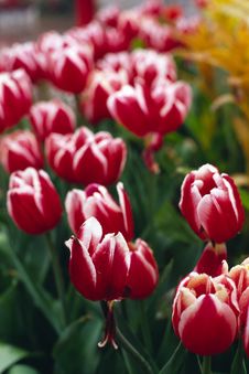 Red Tulip Royalty Free Stock Photo
