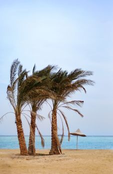 Palms On The Beach Stock Photos Palms On The Beach Stock Photos