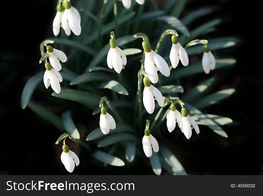 Snow-drops - a flower spring background. Snow-drops - a flower spring background