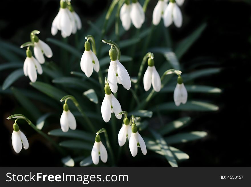 Snow-drops - a flower spring background. Snow-drops - a flower spring background
