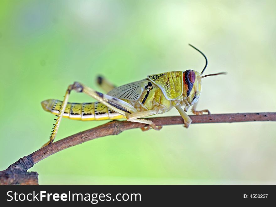 Whole Locust on vertical twig. Whole Locust on vertical twig.