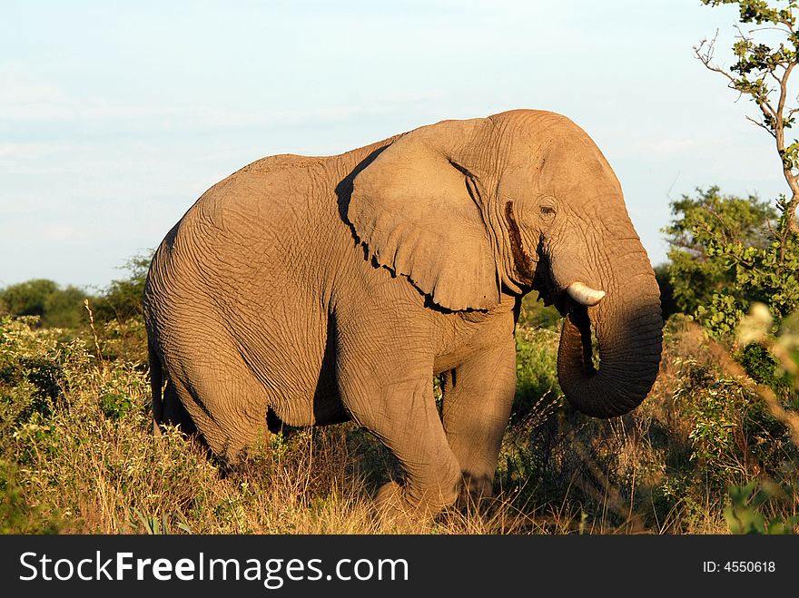 This is a old male elephant eating dinner at sunset it was taken in Namibia south Africa. This is a old male elephant eating dinner at sunset it was taken in Namibia south Africa