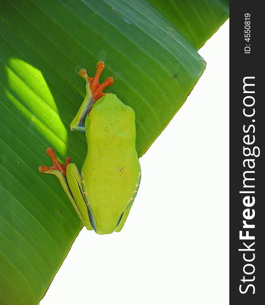 Red Eyed Tree Frog Haning On A Leaf