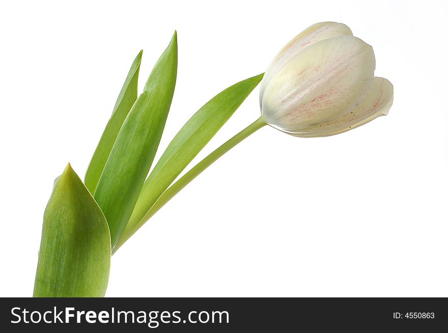 White tulip flower isolated over white background