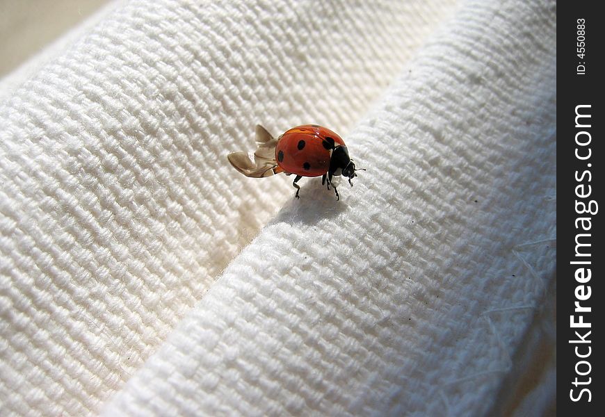 Lady bug on a piece of cloth