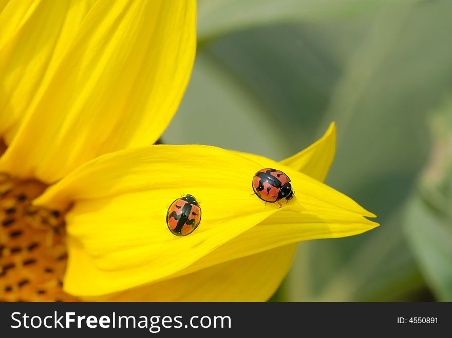 Sunflower with two ladybirds on it