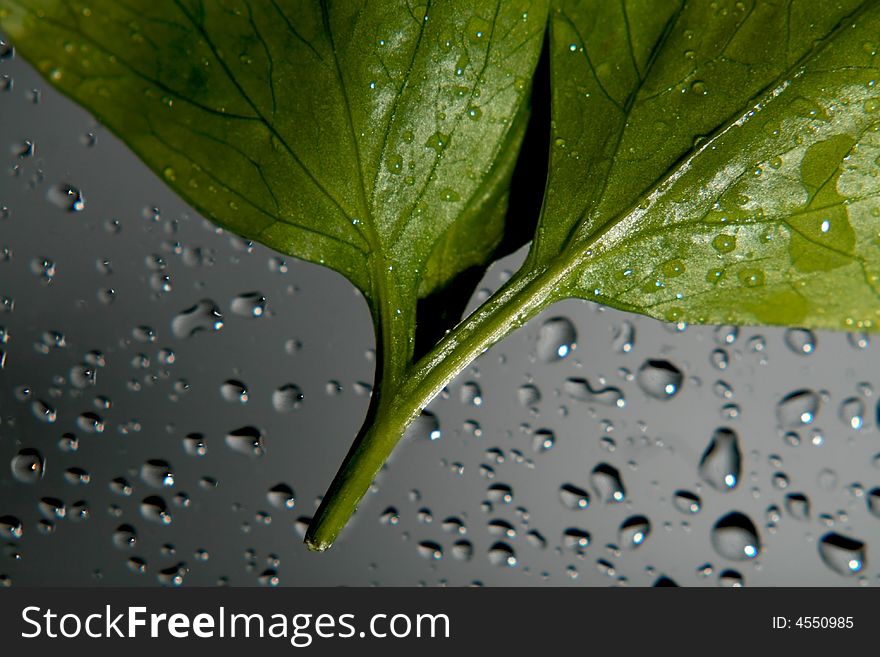 Rain over green fresh leaf. Rain over green fresh leaf