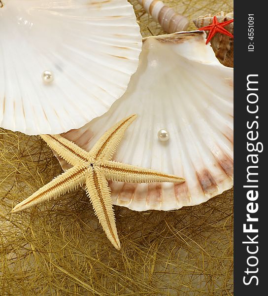 Abstract composition with various of seashels, perls, and starfish