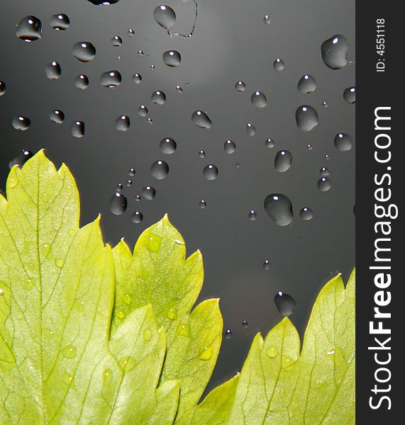 Rain over green fresh leaf. Rain over green fresh leaf