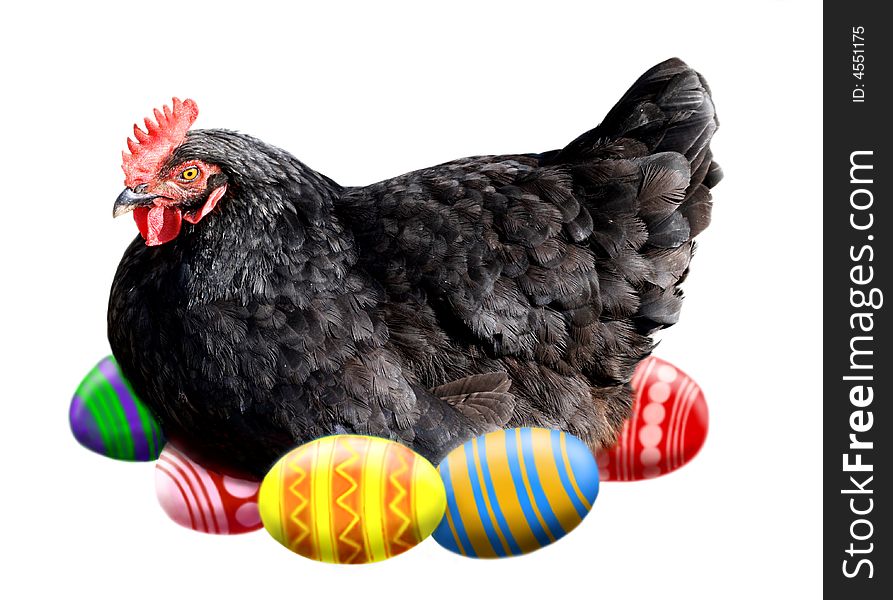 A black hen is sitting on easter eggs. A black hen is sitting on easter eggs