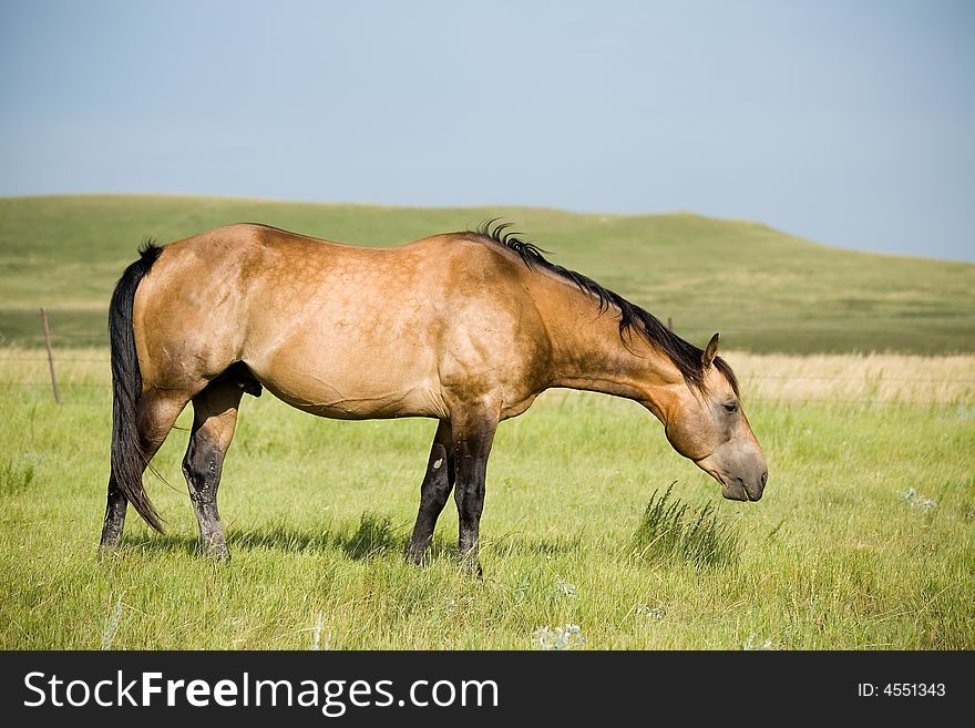 Buckskin Quarter Horse