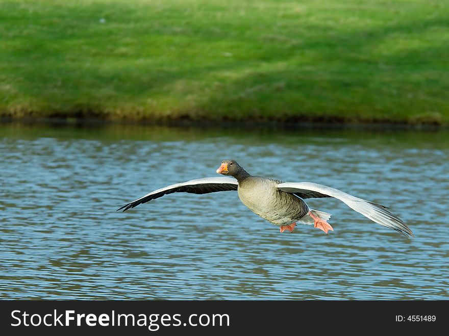 Beautiful goose in flight about to land