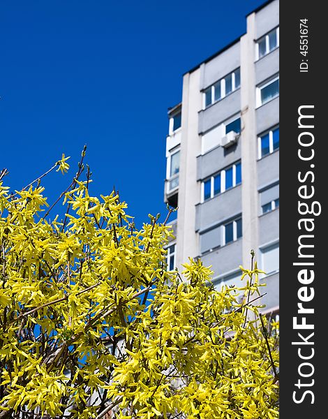 Yellow flower blossom macro at the front and blue sky and building behind