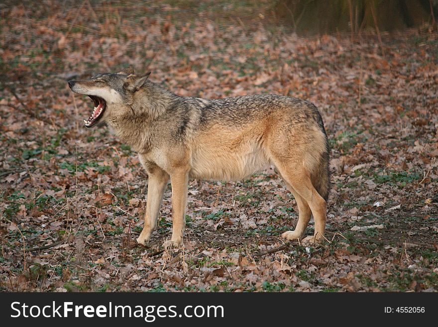 Yawning wolf in the forest