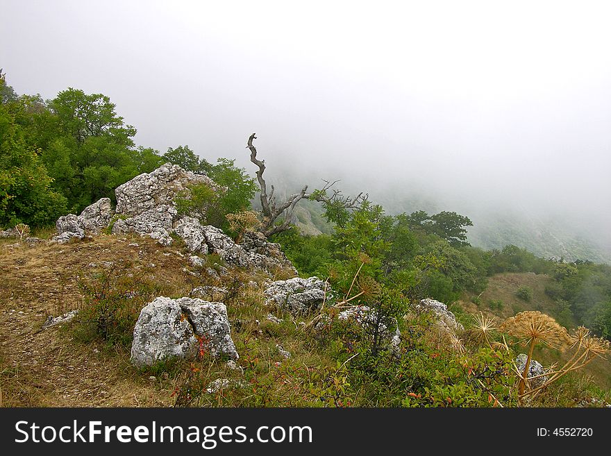 Crimea flora in Demerdji mountain. Crimea flora in Demerdji mountain