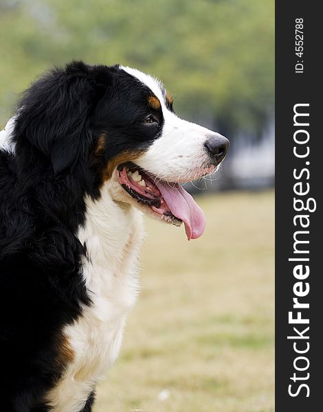 This is a Bernese Mountain Dog. very big!