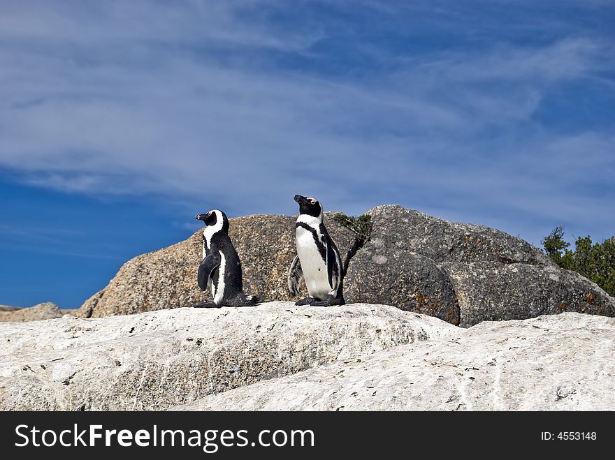 African penguins - Spheniscus demersus.
A African Penguins sunning himself on rock with a blue sky background. African penguins - Spheniscus demersus.
A African Penguins sunning himself on rock with a blue sky background