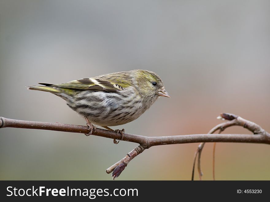 Siskin (Carduelis Spinus)