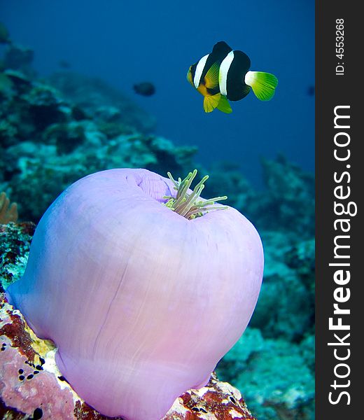 Damselfish over a beautiful anemone in the Red Sea,. Damselfish over a beautiful anemone in the Red Sea,