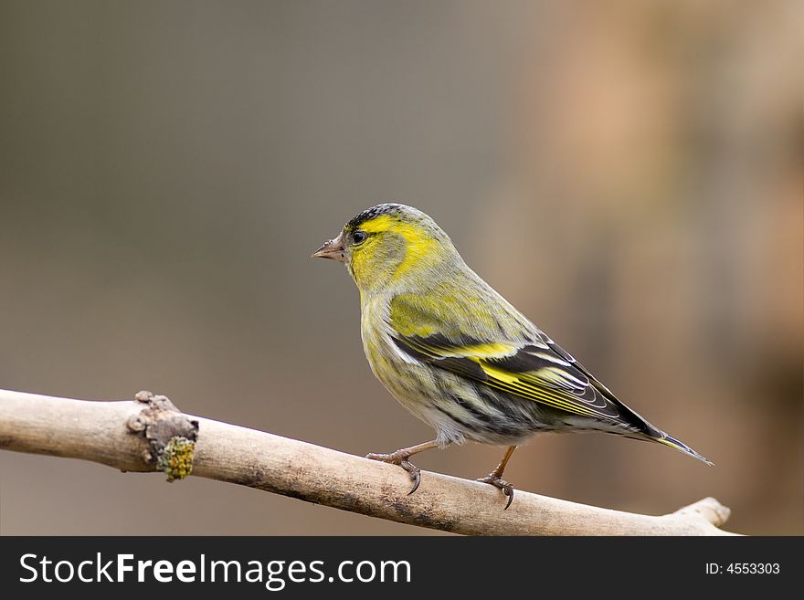 Siskin (Carduelis spinus)
Canon 400D + 400mm 5.6L