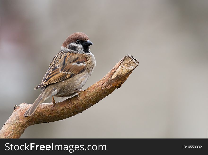 Tree sparrow (aka passer montanus) on light brown background