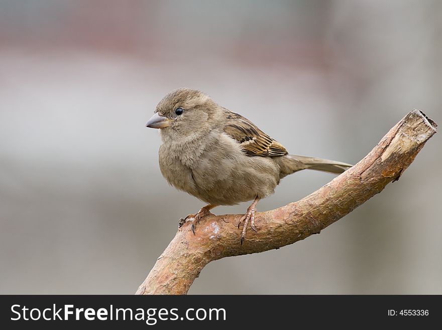Sparrow (aka Passer Domesticus)