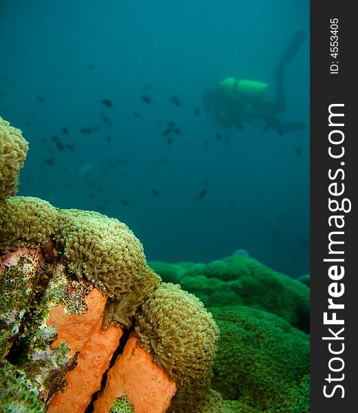 A diver floating over a coral reef in sea