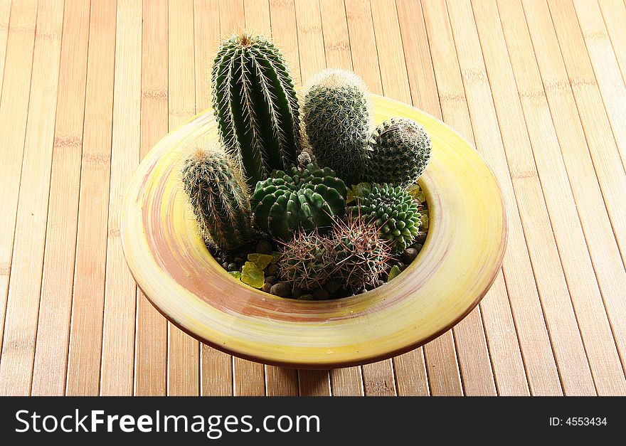 A cactus isolated on a background