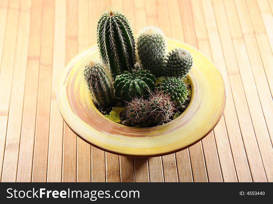 A cactus isolated on a background