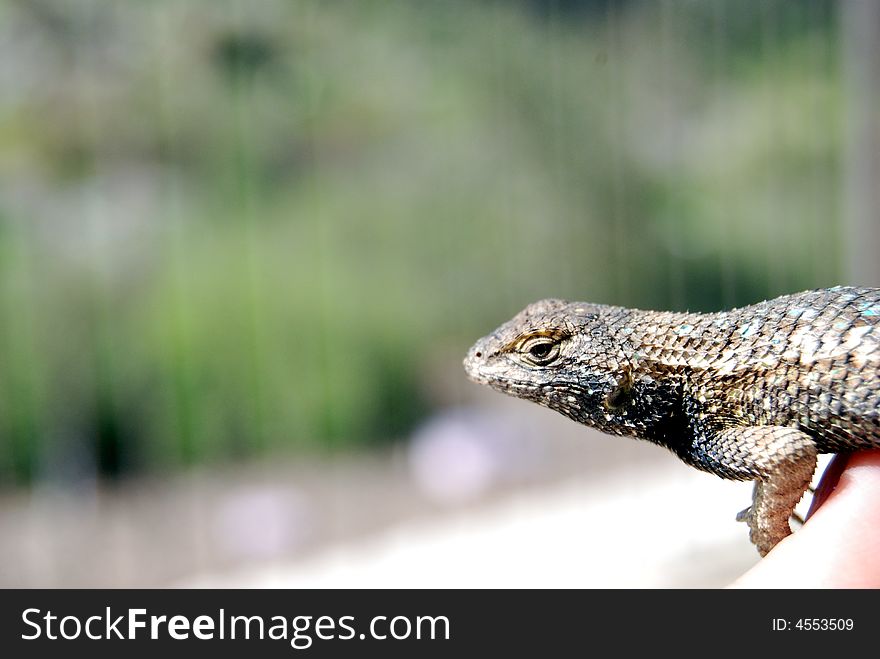 Lizard In Hand