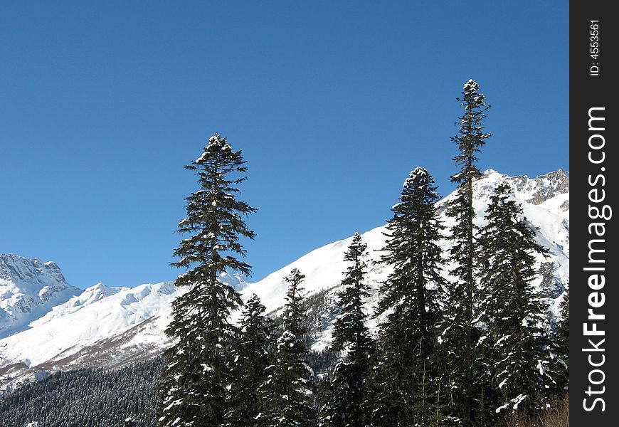 Mountain firs in Dombai, Caucasus, Russia