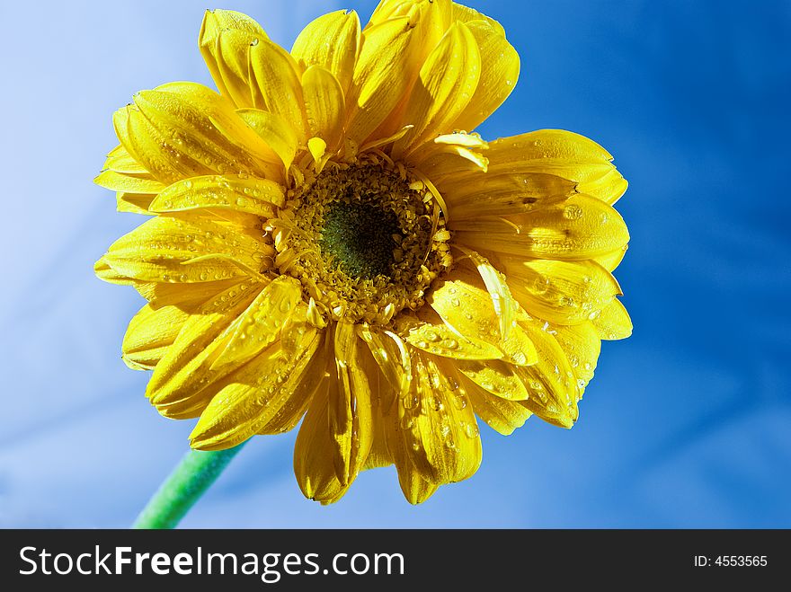 Yellow gerbera under the spring sky. Yellow gerbera under the spring sky