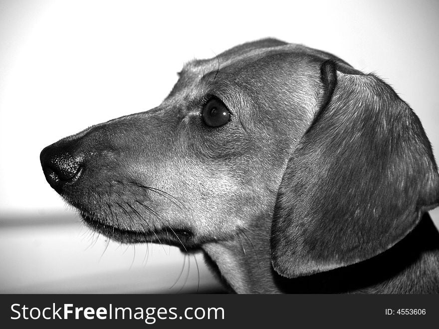 Portrait of a dachshund black-and-white