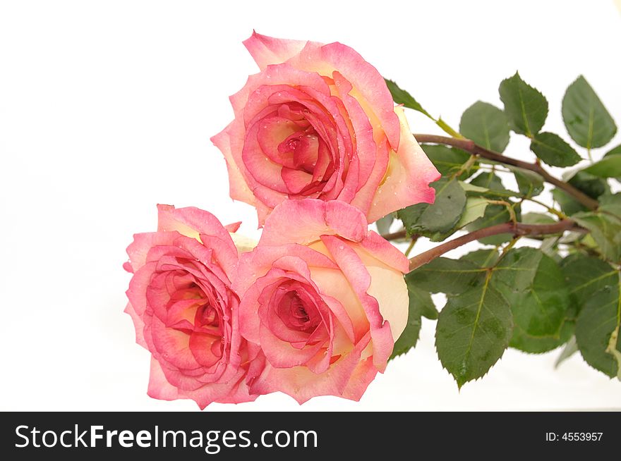 It is red-heltye the roses, isolated on a white background