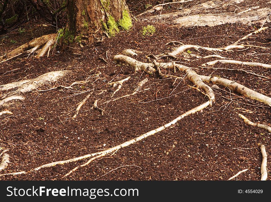 Prominent tree roots connected to the tree. Prominent tree roots connected to the tree