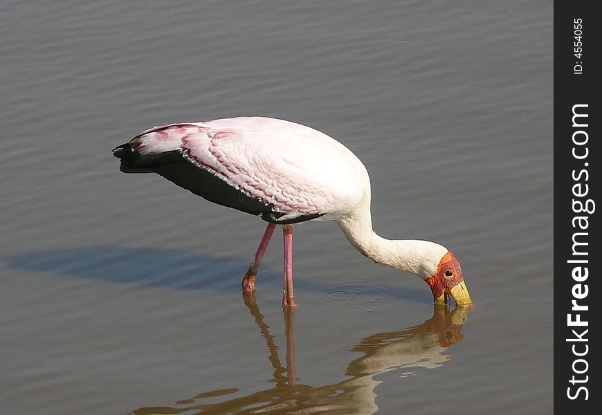 Pink flamingo in the Kruger Park, South Africa