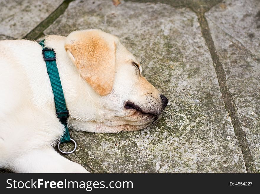 Sleeping young Labrador on grey stones