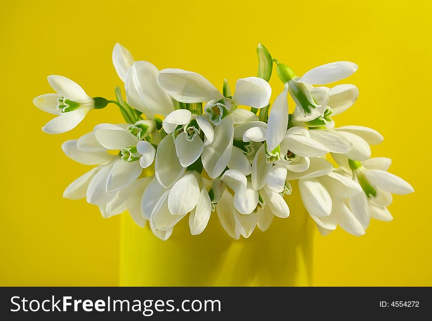 Bouquet of white snowdrops on yellow background. Bouquet of white snowdrops on yellow background