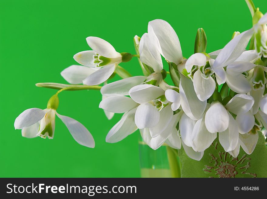 Bouquet of white snowdrops on green background. Bouquet of white snowdrops on green background