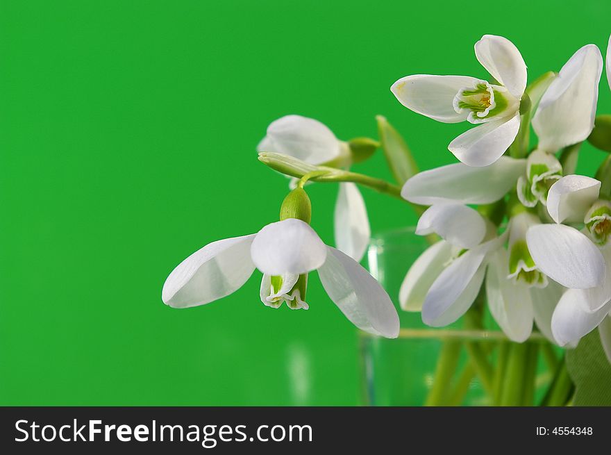 Bouquet of white snowdrops on green background