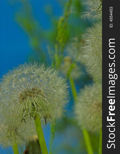 Dandelions seeds in a summer day