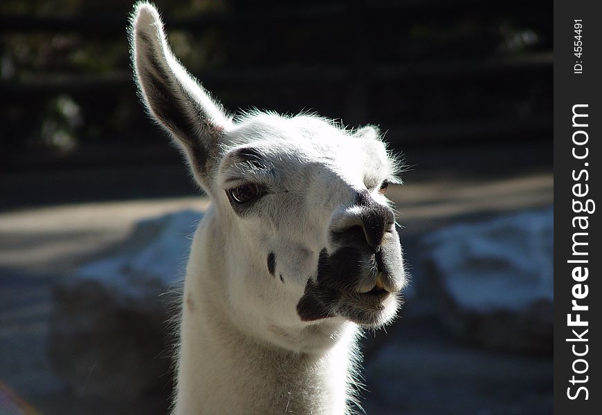 A llama with one ear up at a small zoo. A llama with one ear up at a small zoo