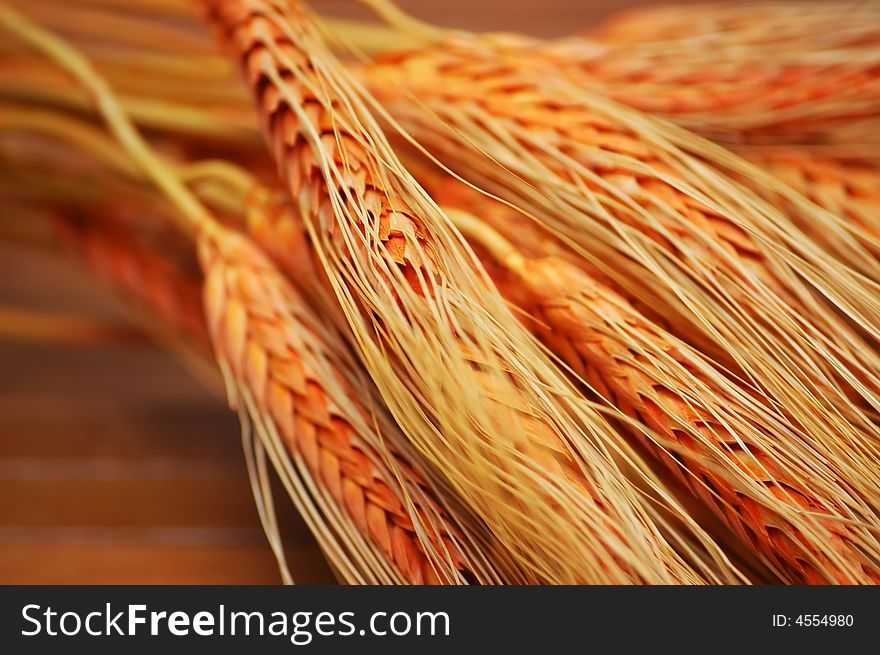 Close-up image of wheat stalks, shallow  DOF. Close-up image of wheat stalks, shallow  DOF