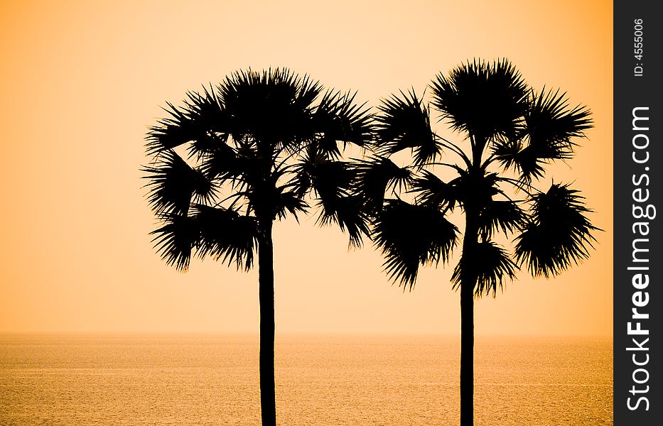 Palm trees in silhouette, Phuket Island, Thailand