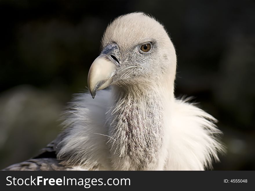 Gyps fulvus - vale gier looking around for something to eat