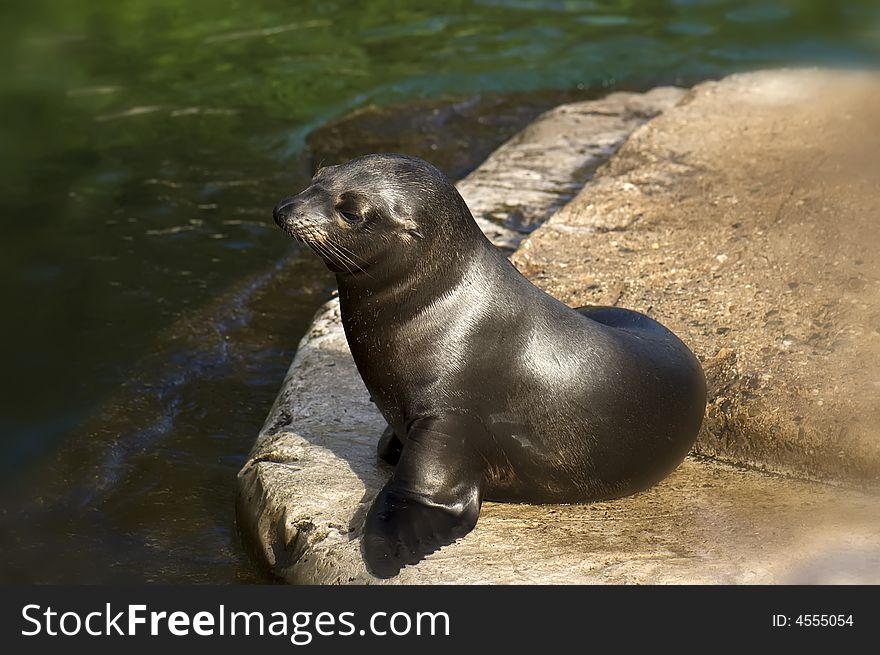Seal in the sun being happy