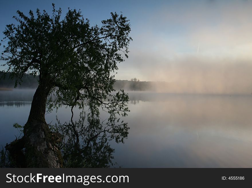 Single tree in the water and mist