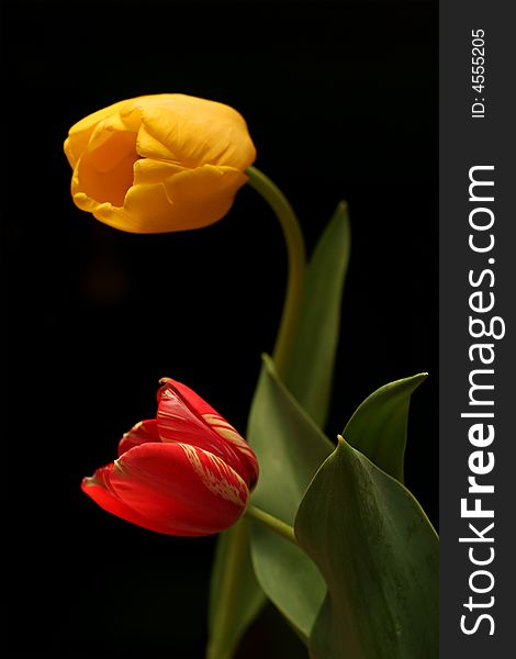 Yellow and red isolated tulips on black background with green leaves. Yellow and red isolated tulips on black background with green leaves