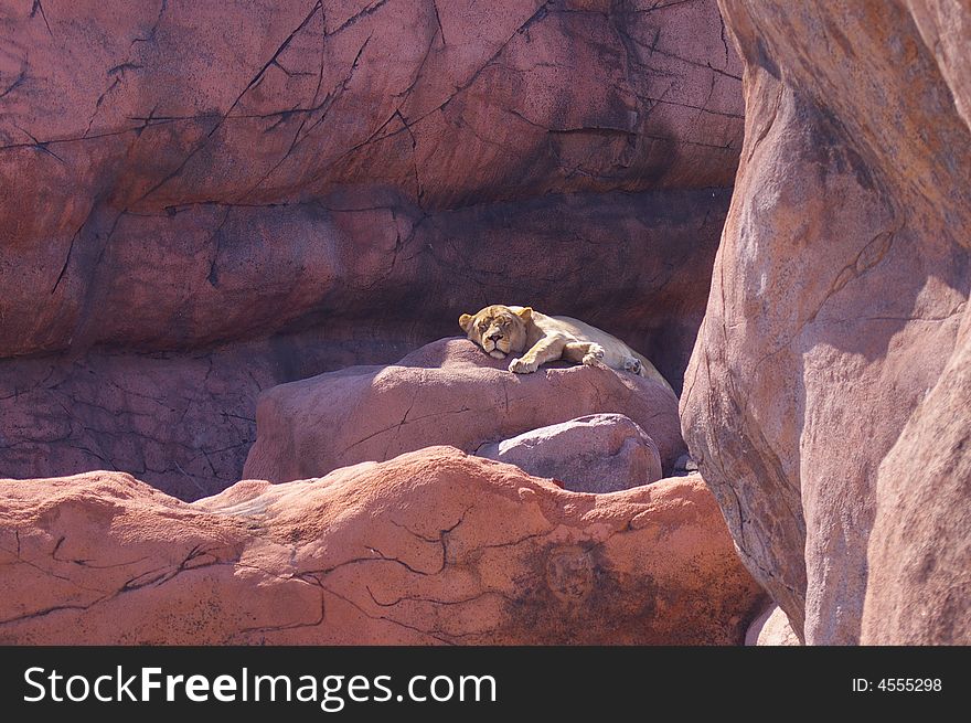 Lion Sleeping On Rocks