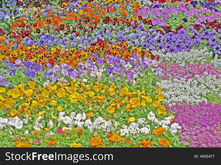 A Carpet of colored flowers. A Carpet of colored flowers.